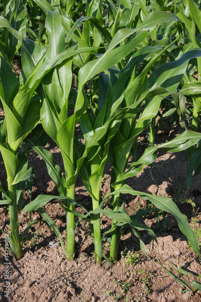 Obraz premium Mais