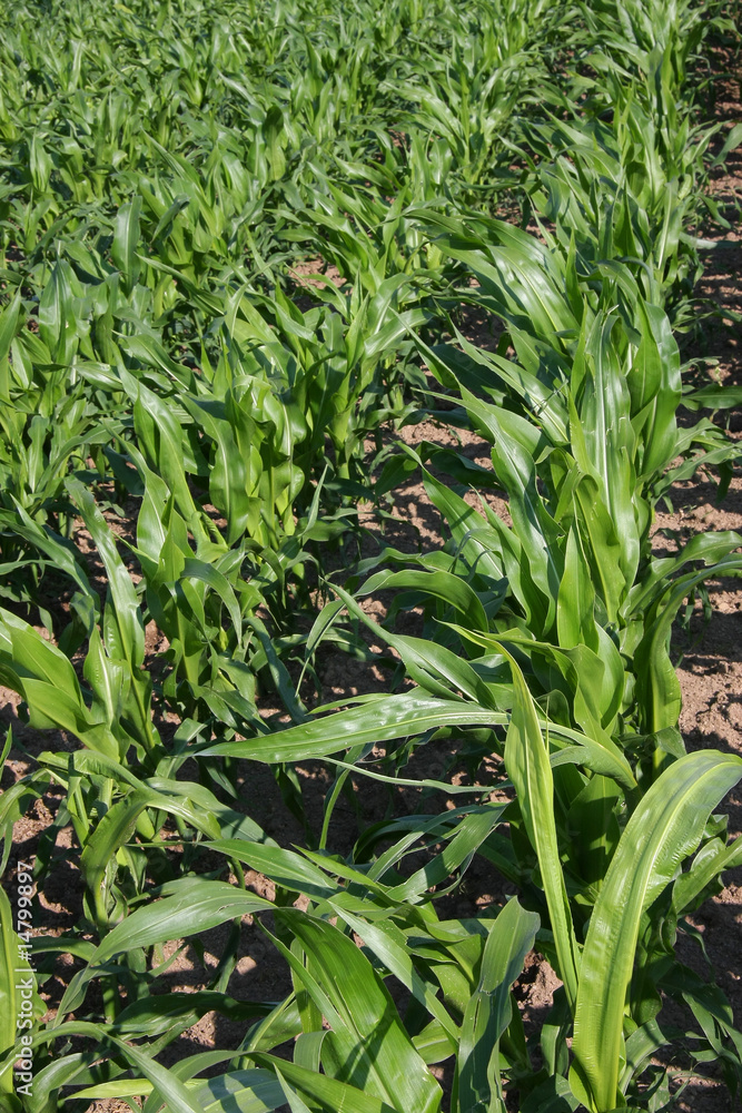 Obraz premium Maisfeld