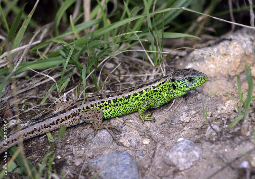 Lézard vert Lézard vert