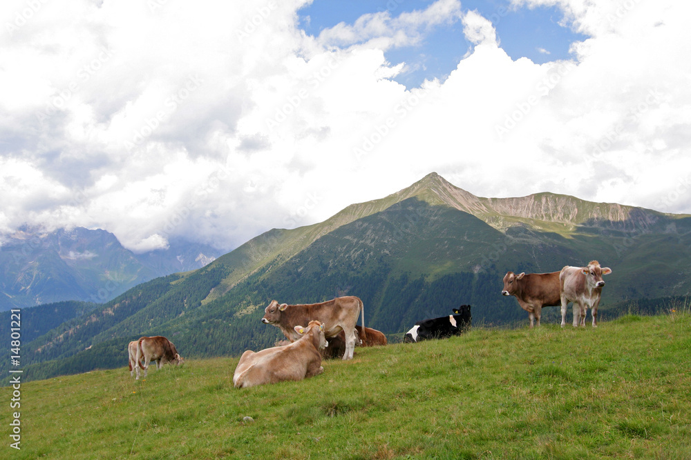 Fototapeta premium Almkühe in Südtirol