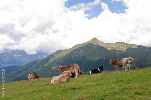 Almkühe in Südtirol