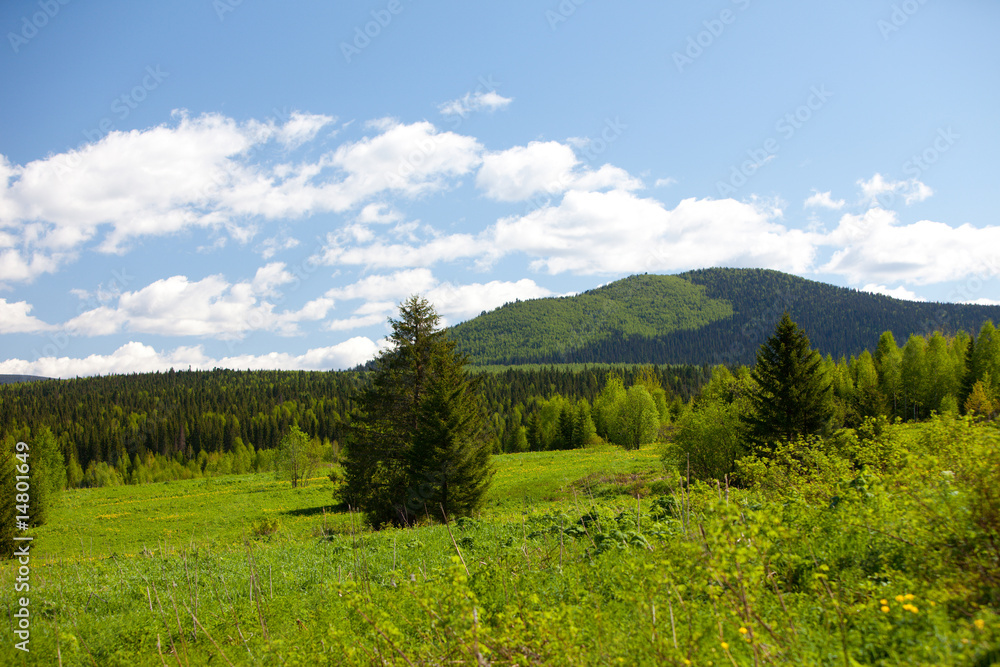 Summer landscape. Ural mountains. A green meadow