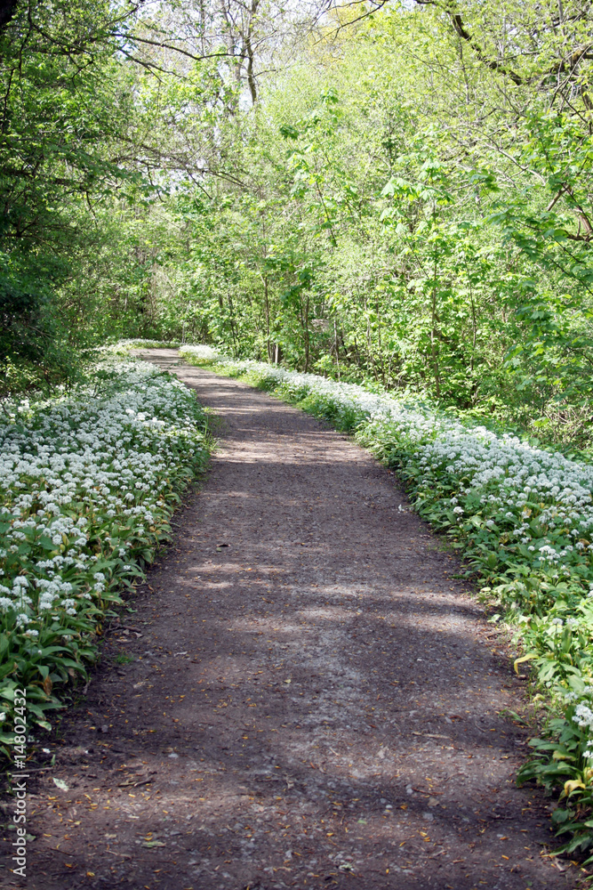 waldweg waldweg
