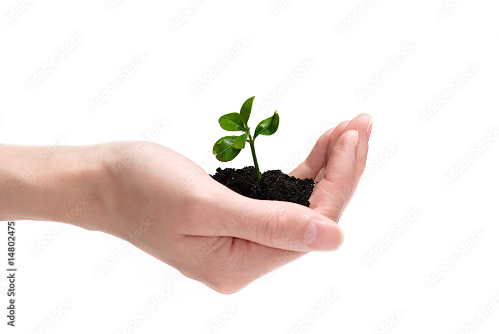 Human hand holding small seedling. New life concept. Human hand holding small seedling. New life concept.
