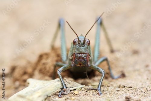 Grasshopper © Vladimir Melnik