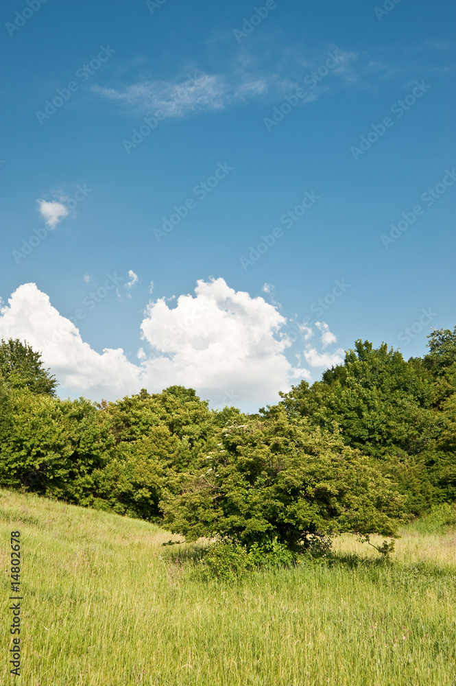 Meadow and the sky