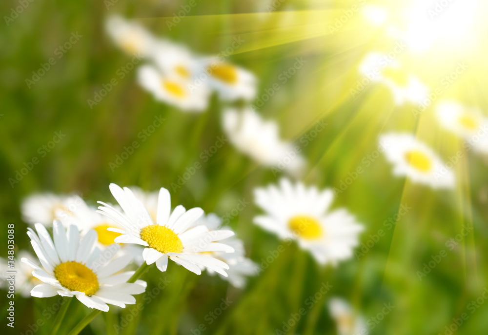 Camomile field Camomile field