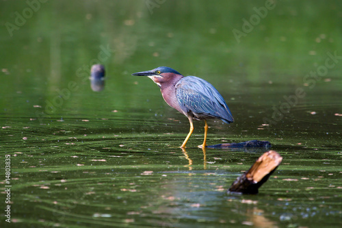 Photography Green Heron Fishing
