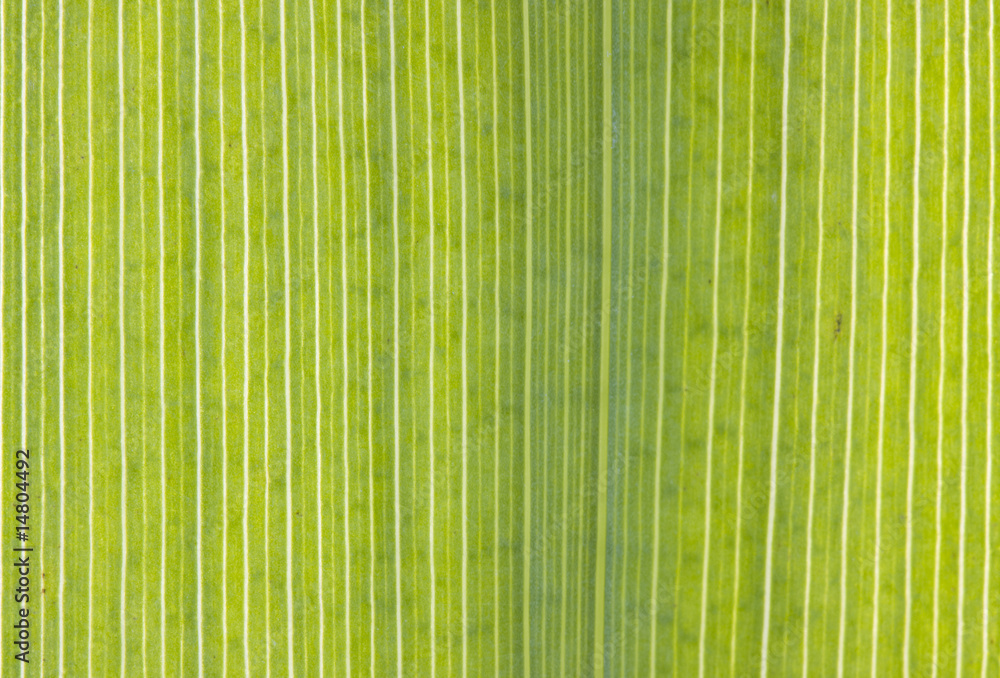 Fototapeta premium Parallel veins in the leaf of a Yellow Iris