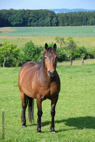 Hannoveraner,braunes Warmblutpferd © Stefan Schäfer