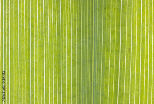 Parallel veins in the leaf of a Yellow Iris