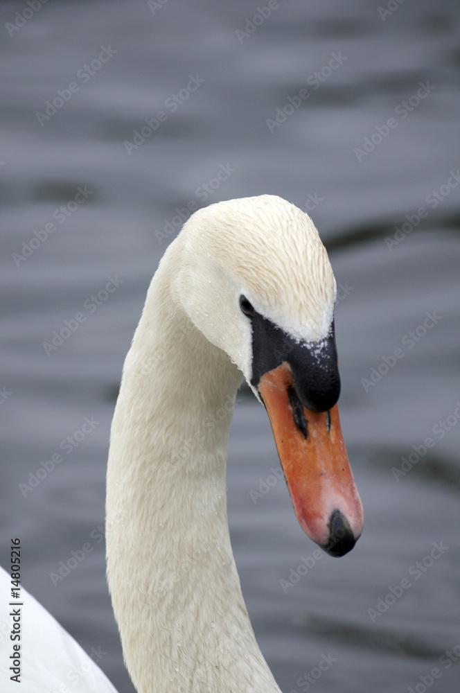 Obraz premium Mute swan