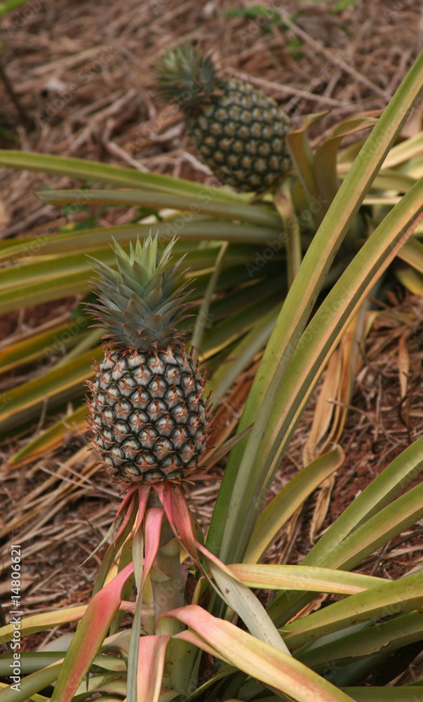 Pineapple Plant