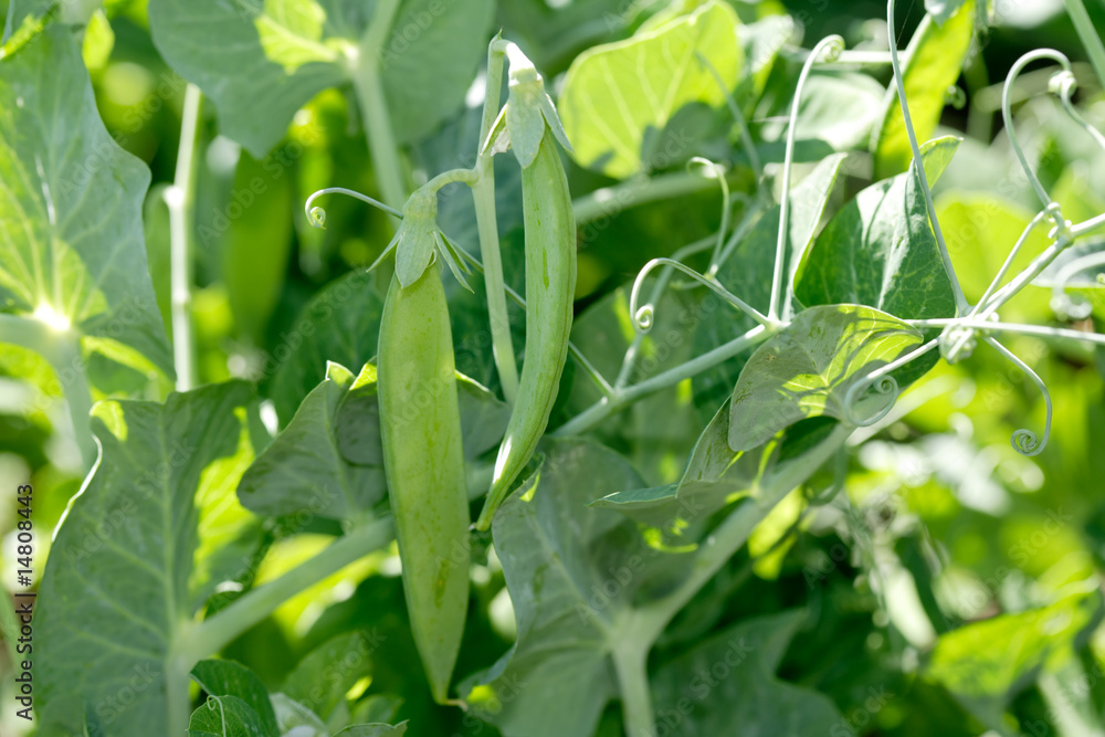 Green pea pods Green pea pods