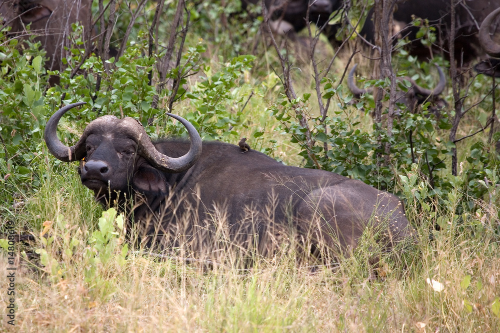 Obraz premium Büffe