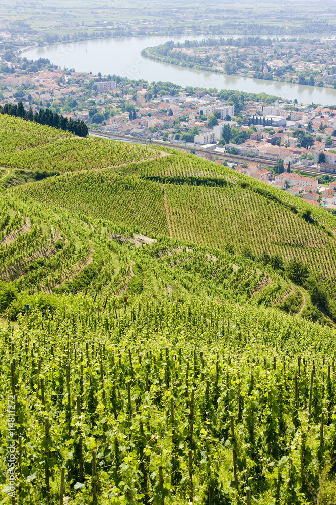 grand cru vineyard, L´Hermitage, Rhône-Alpes, France