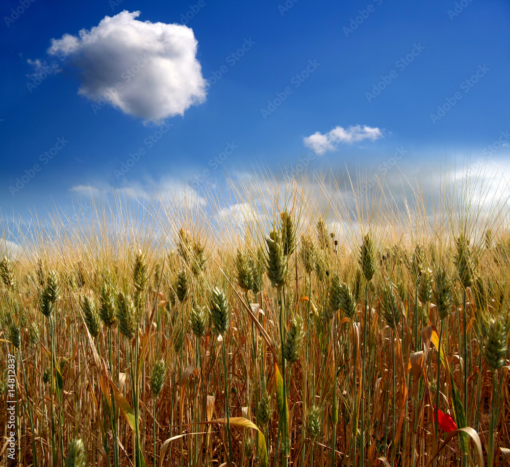 Obraz premium Champ de céréales