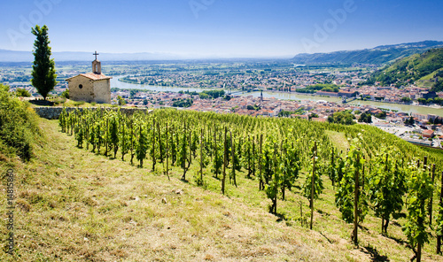 grand cru vineyard  L  Hermitage  Rh  ne-Alpes  France