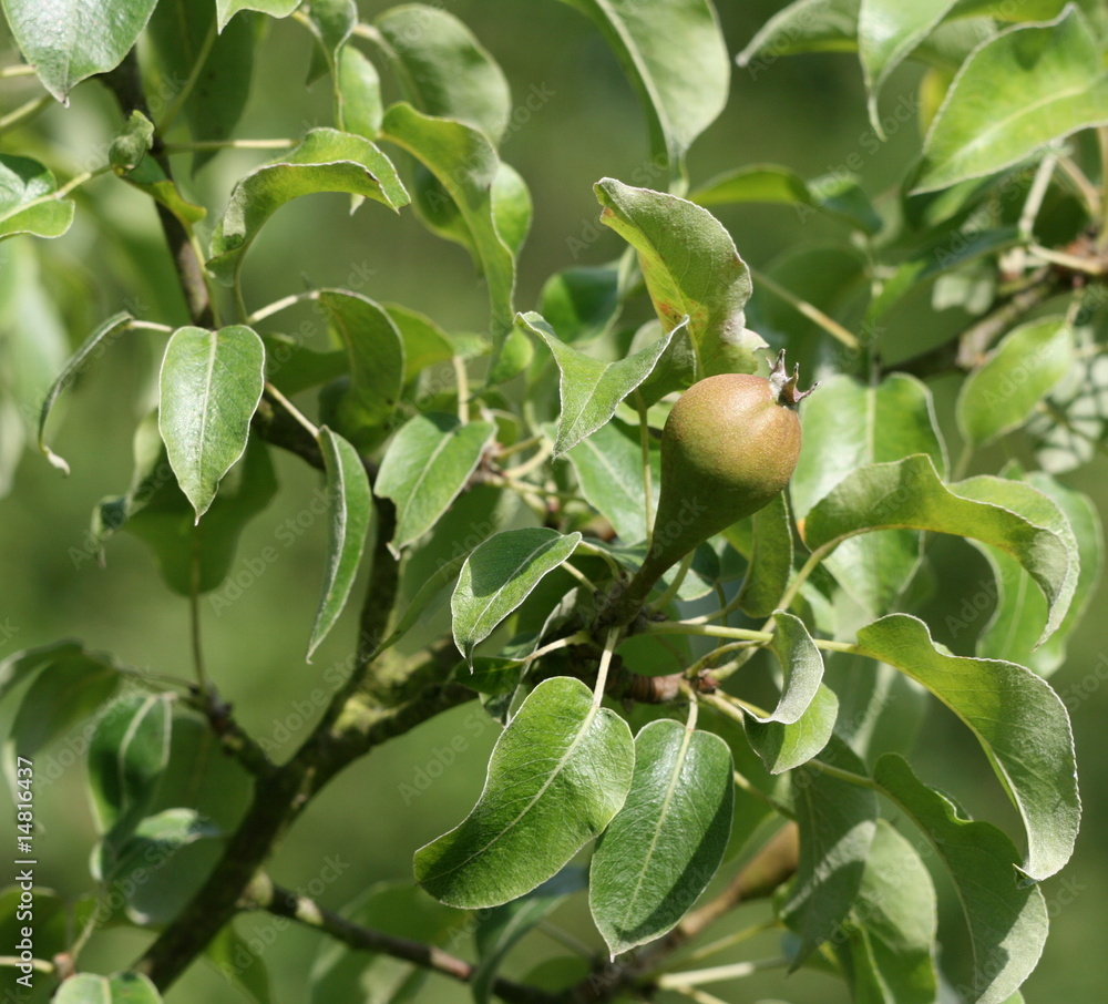 petite poire au printemps dans le poirier petite poire au printemps dans le poirier