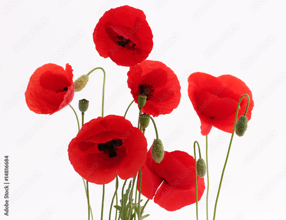 Obraz premium Kwiat maku