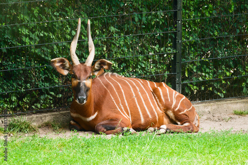 Striped antelope. Stock Photo | Adobe Stock