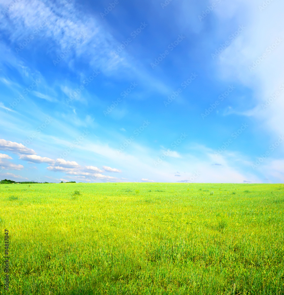 Obraz premium green grass under blue sky