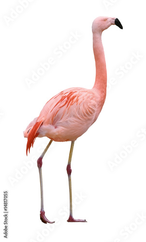 Flamingo bird walking right on white