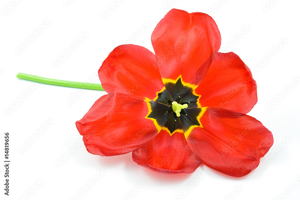 Naklejka premium red tulip isolated on white background