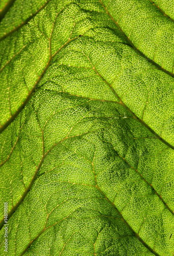 Green leaf backlit