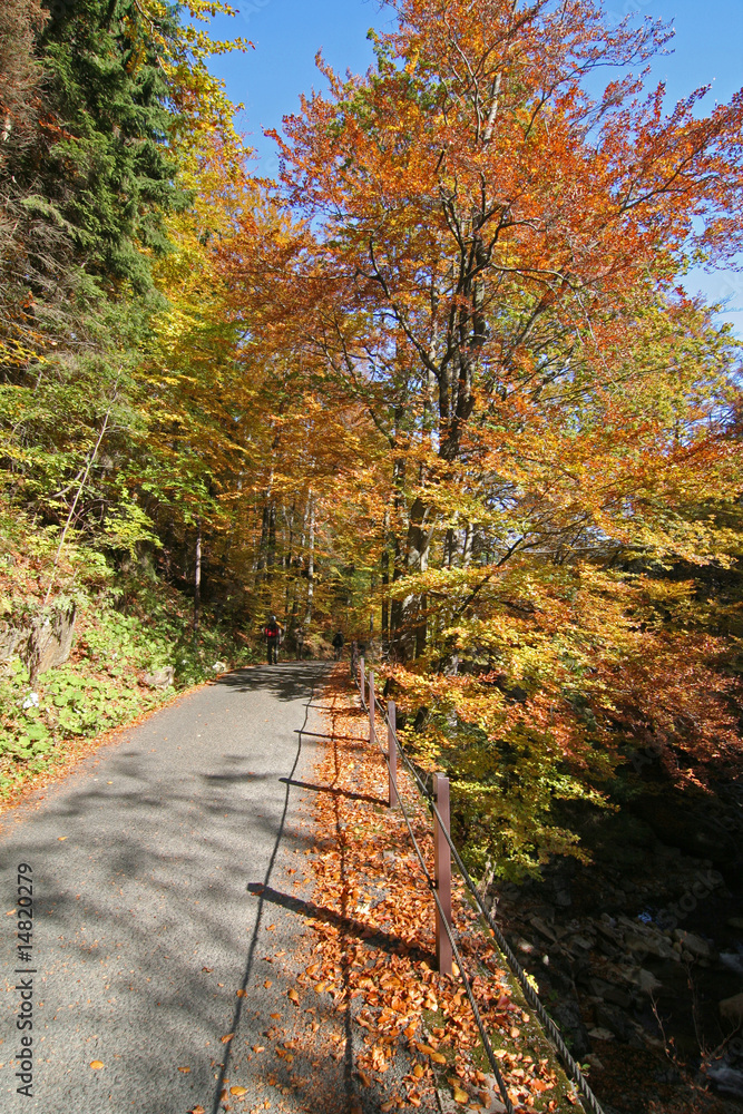Herbstwald in Spindlermühle