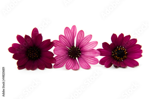 Spanish daisy isolated on white background