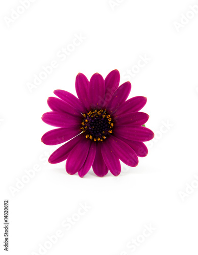 purple daisy isolated on white background