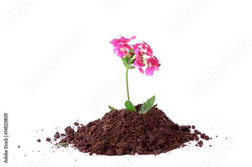Young flower in ground over white