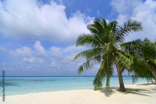 Palm Tree on an exotic beach view in Maldives