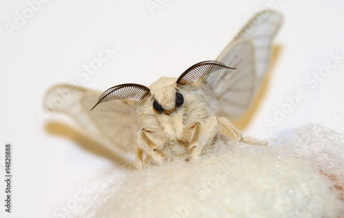 Cuadro en lienzo Silkworm moth