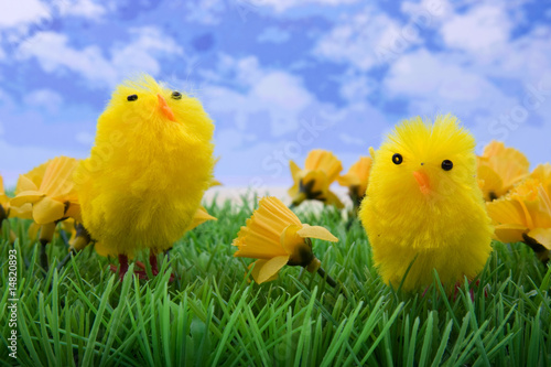 Two easter chickens on grass and flowers