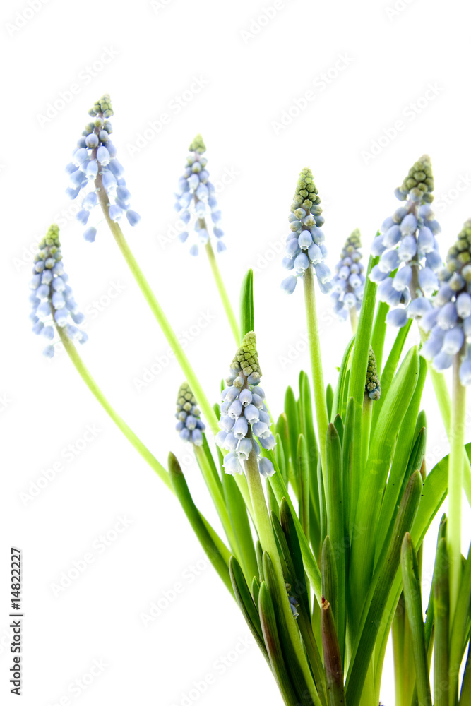 Naklejka premium muscari botryoides isolated on white background