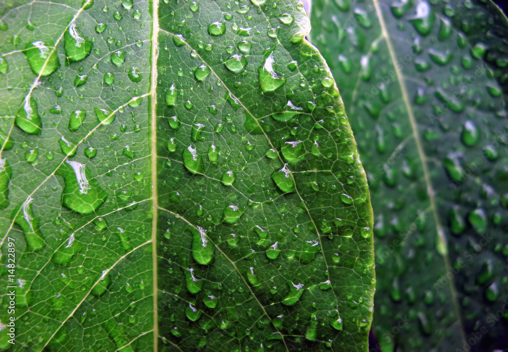 Wet green leaves Wet green leaves