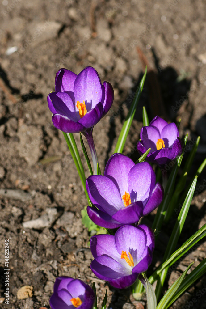 Fototapeta premium Beautiful Spring violet crocuses Flowers