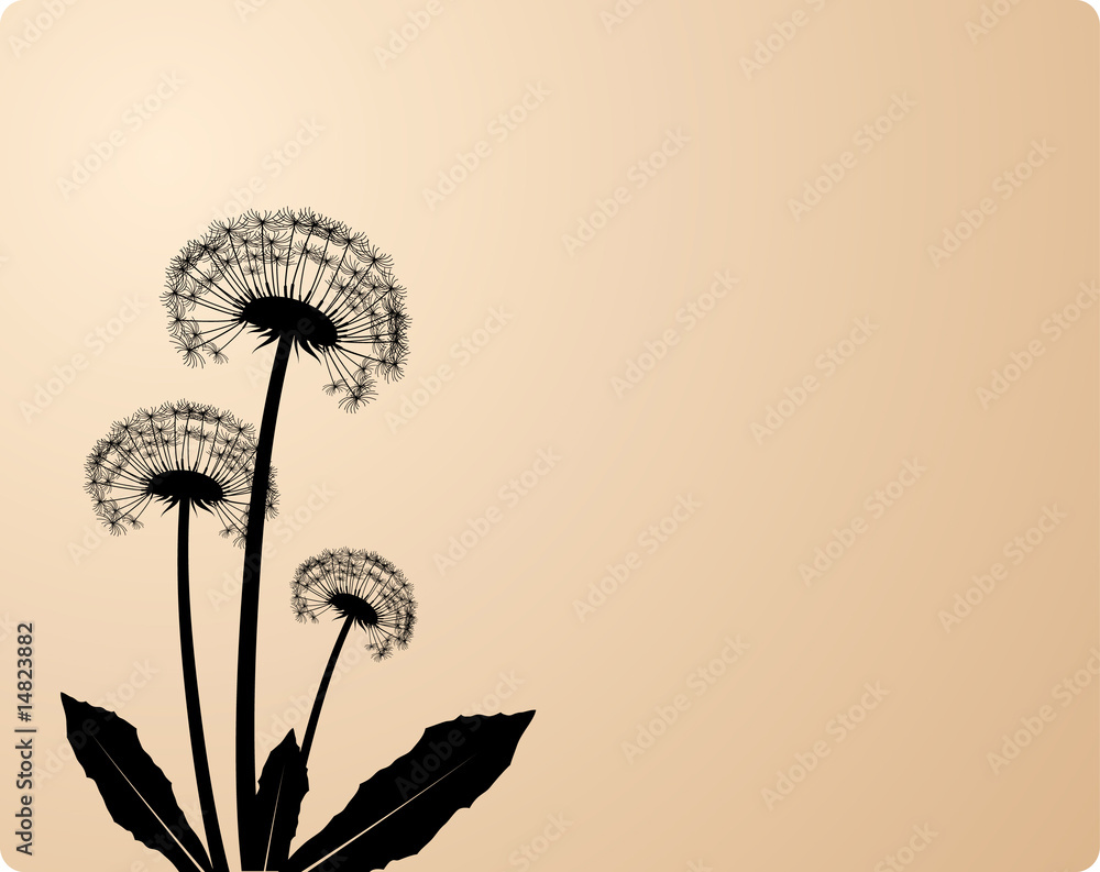 Three dandelion silhouettes. Vector illustration.