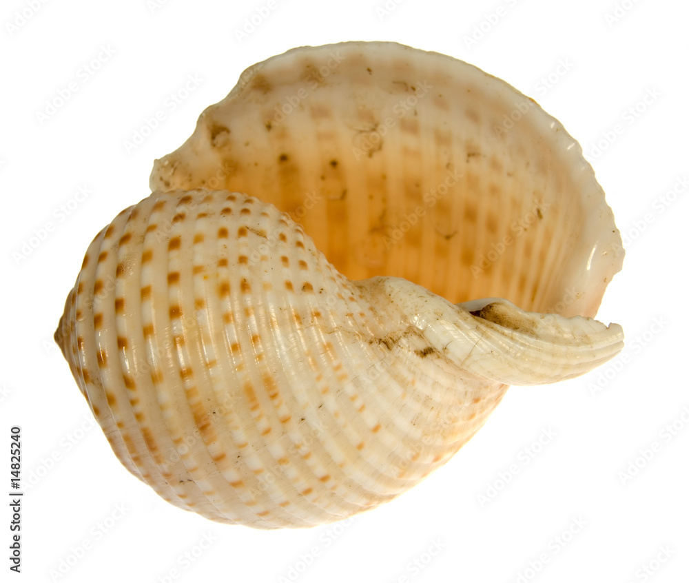 seashell isolated on white background seashell isolated on white background