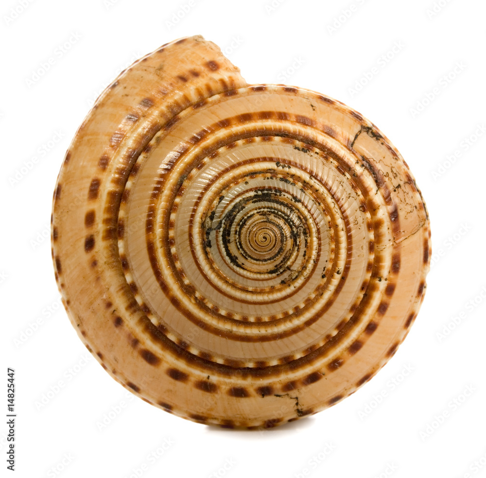 seashell isolated on white background seashell isolated on white background