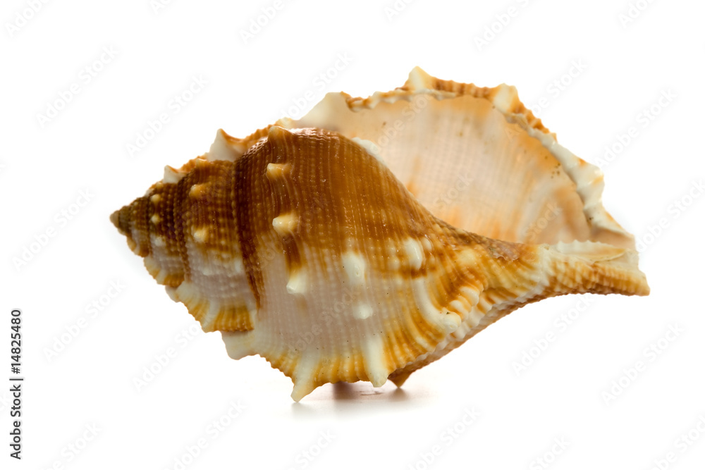 seashell isolated on white background seashell isolated on white background
