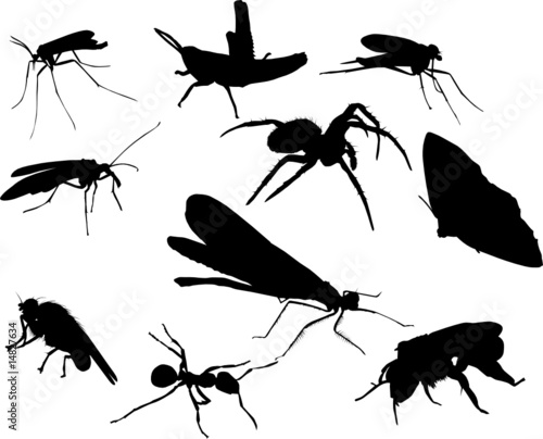 ten insect silhouettes © Alexander Potapov