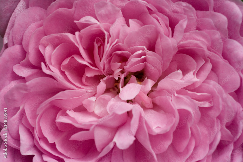 Old Fashion Rose Old Fashion Rose