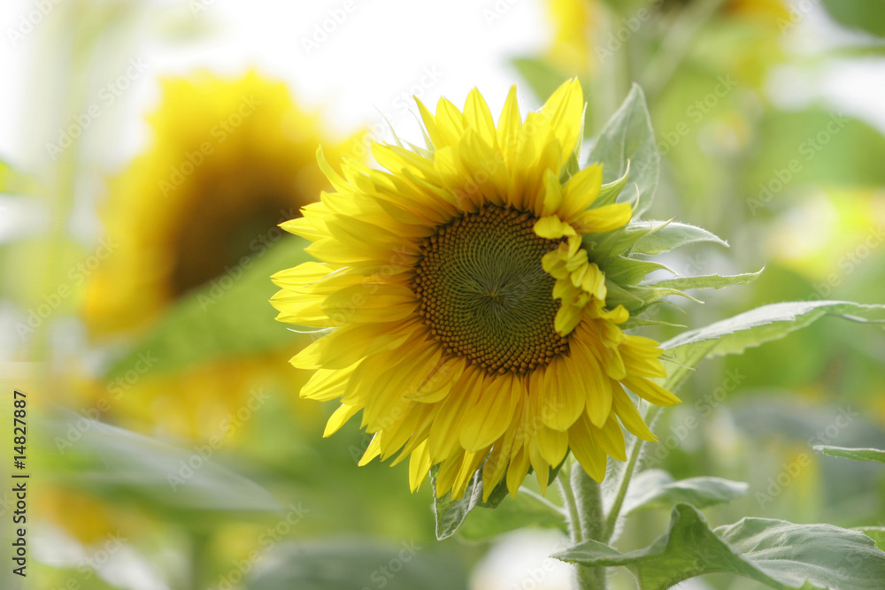 Naklejka premium sonnenblumen