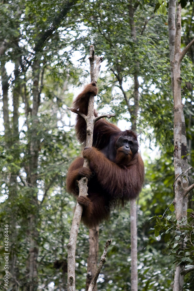 Naklejka premium Wild orangutan, Borneo