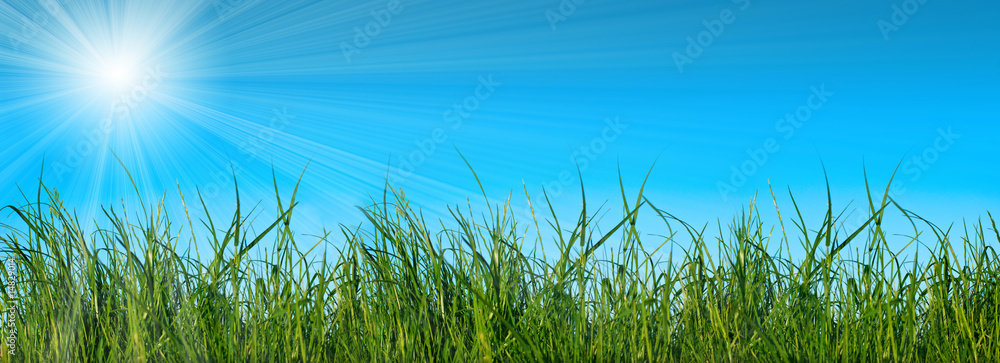 Fototapeta premium summer grass