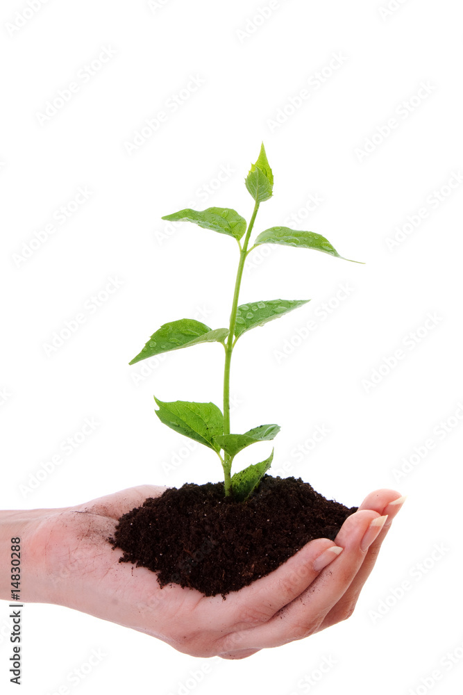 Growing green plant in a hand isolated on white background Growing green plant in a hand isolated on white background
