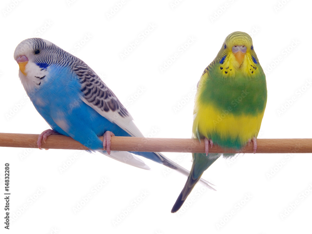 Fototapeta premium pair budgerigar on white background
